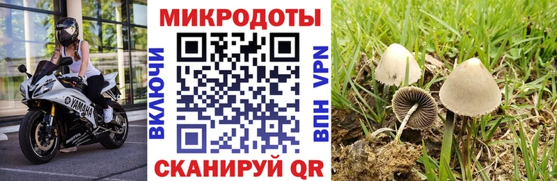 закладка  Камешково  Псилоцибиновые грибы Cubensis 